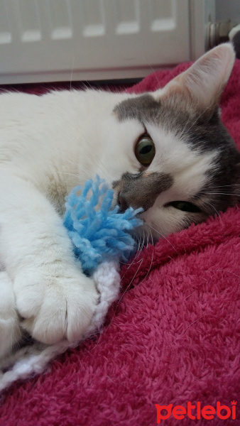 Tekir Kedi, Kedi  Mia fotoğrafı
