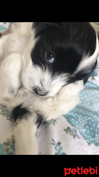 Maltese, Köpek  Shiva fotoğrafı