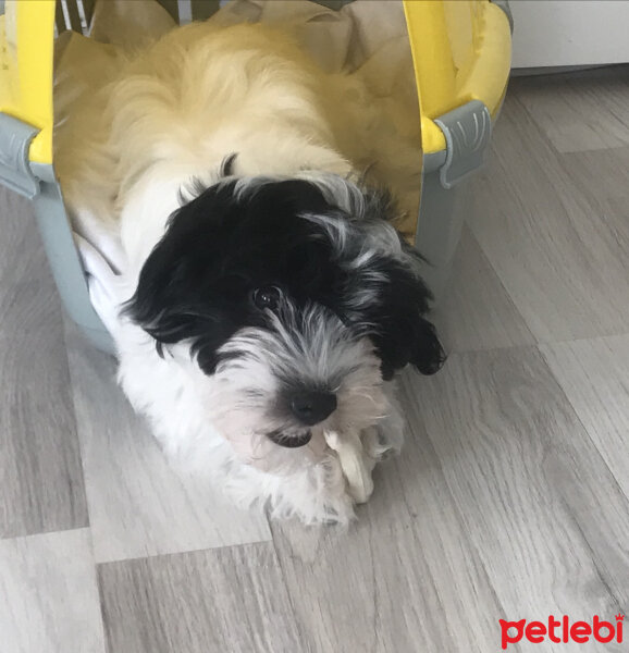 Maltese, Köpek  Shiva fotoğrafı