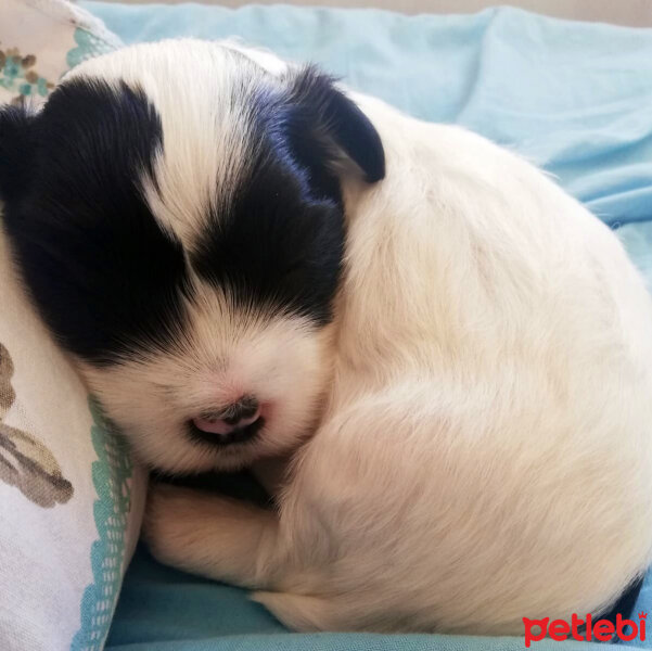 Maltese, Köpek  Shiva fotoğrafı