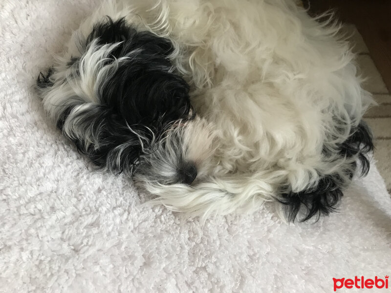 Maltese, Köpek  Shiva fotoğrafı