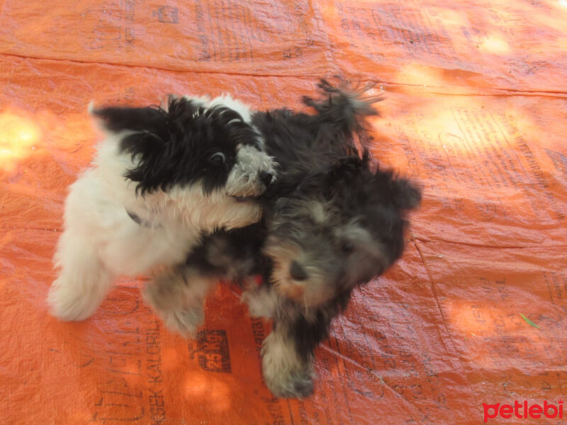 Maltese, Köpek  Shiva fotoğrafı