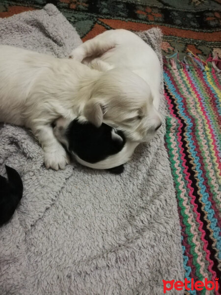 Maltese, Köpek  Shiva fotoğrafı