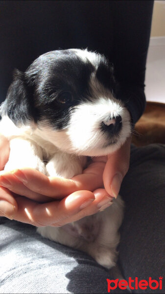 Maltese, Köpek  Shiva fotoğrafı