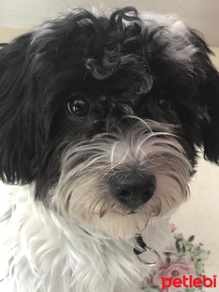 Maltese, Köpek  Shiva fotoğrafı