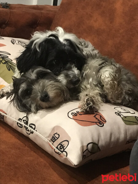 Maltese, Köpek  Shiva fotoğrafı