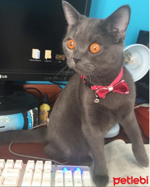 British Shorthair, Kedi  Asi Prenses fotoğrafı