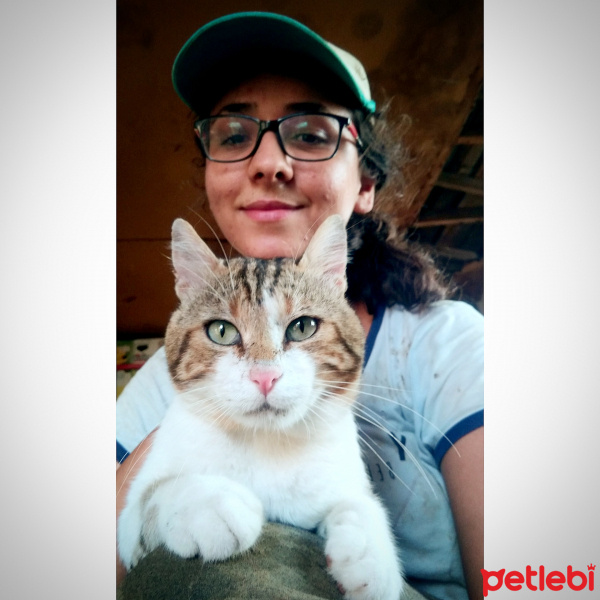 Soke, Kedi  Kaptan fotoğrafı