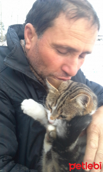 Soke, Kedi  Kaptan fotoğrafı
