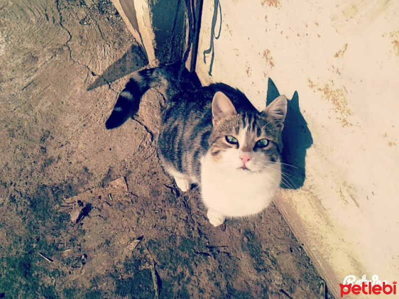 Soke, Kedi  Kaptan fotoğrafı