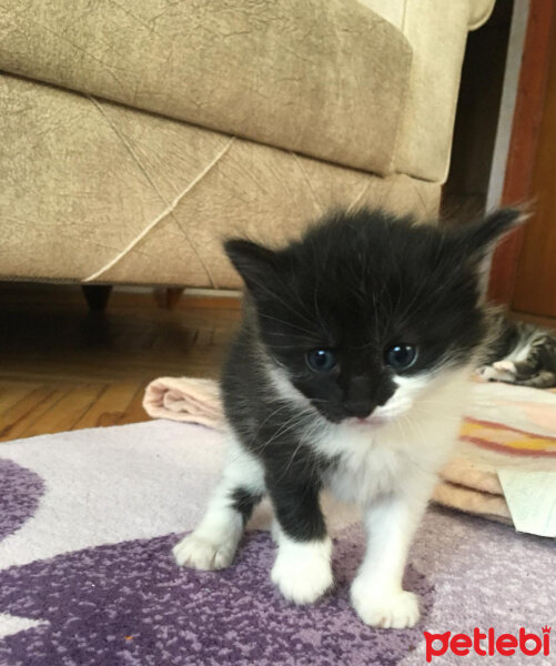 Tuxedo (Smokin) Kedi, Kedi  Oreo fotoğrafı