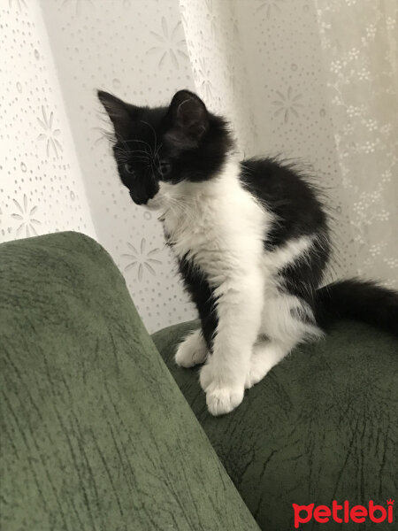 Tuxedo (Smokin) Kedi, Kedi  Oreo fotoğrafı