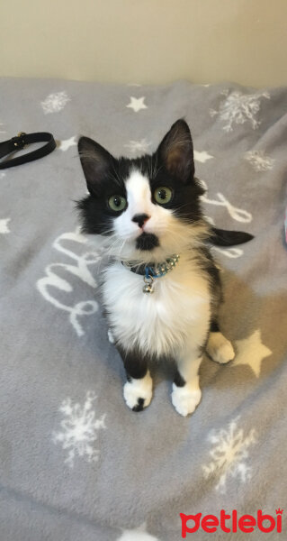 Tuxedo (Smokin) Kedi, Kedi  Zeytin fotoğrafı