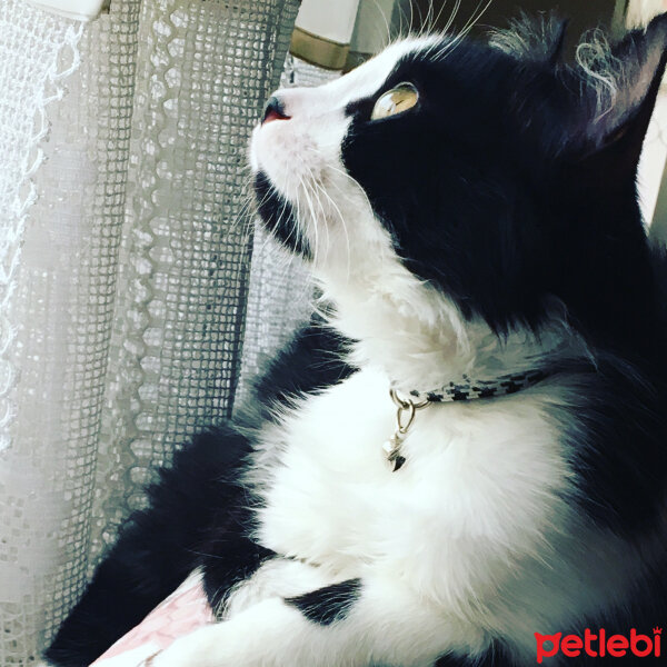 Tuxedo (Smokin) Kedi, Kedi  Zeytin fotoğrafı