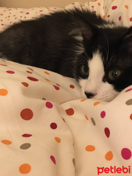 Tuxedo (Smokin) Kedi, Kedi  Zeytin fotoğrafı