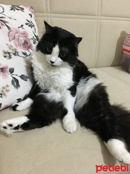 Tuxedo (Smokin) Kedi, Kedi  Zeytin fotoğrafı