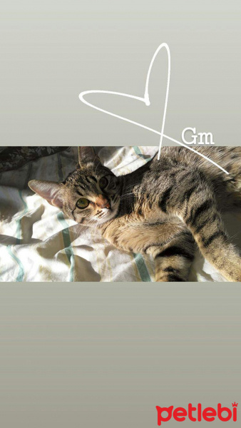 Tekir Kedi, Kedi  Cancan fotoğrafı