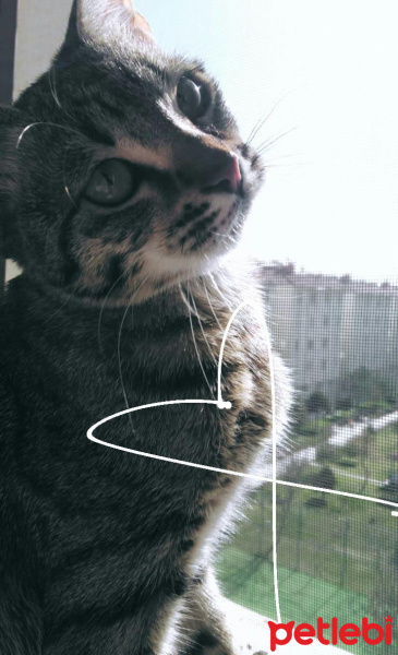 Tekir Kedi, Kedi  Cancan fotoğrafı