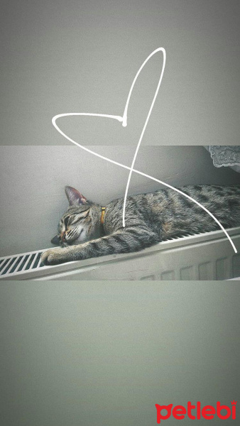 Tekir Kedi, Kedi  Cancan fotoğrafı