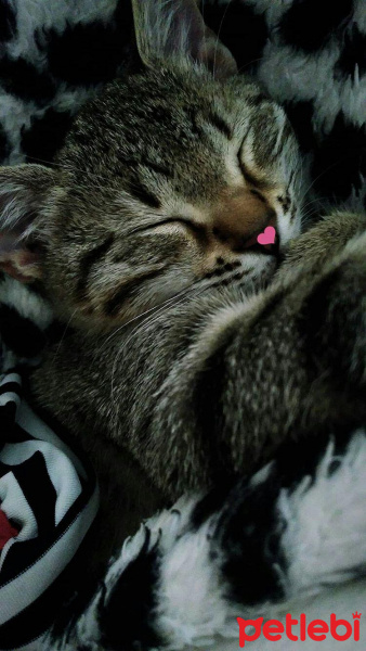 Tekir Kedi, Kedi  Cancan fotoğrafı