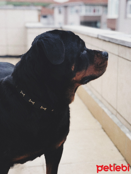 Rottweiler, Köpek  Alto fotoğrafı