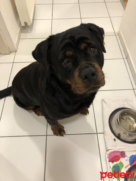 Rottweiler, Köpek  Alto fotoğrafı