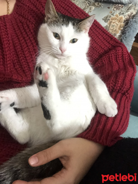 Tekir Kedi, Kedi  Pamuk fotoğrafı