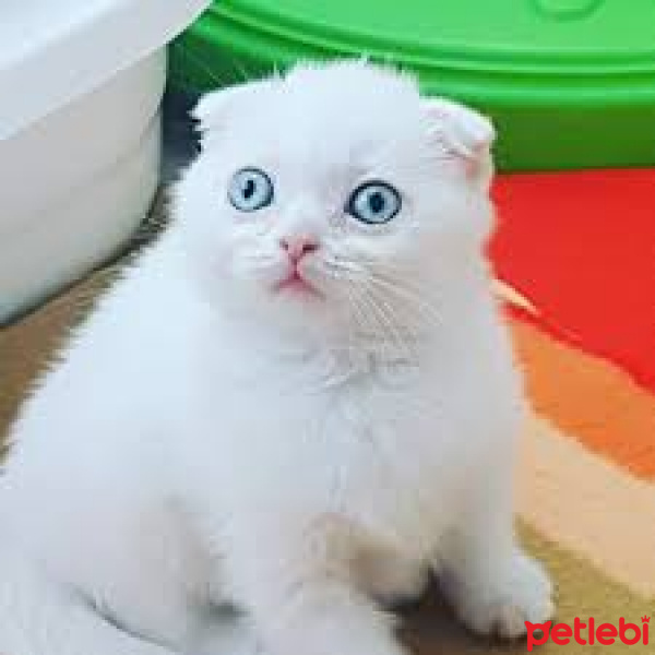 Scottish Fold, Kedi  sakız fotoğrafı