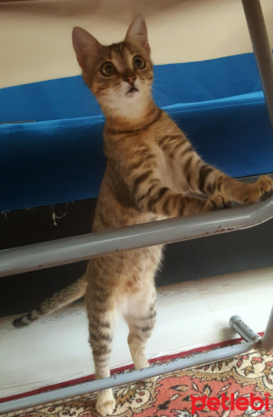 Tekir Kedi, Kedi  Nazlı fotoğrafı