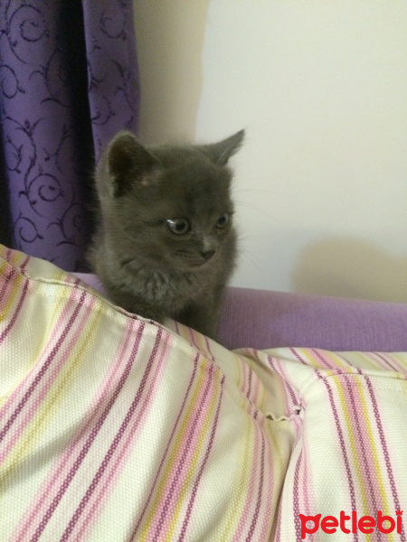 Mavi Rus, Kedi  Moris fotoğrafı