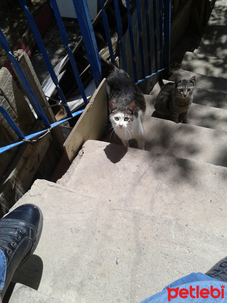 Soke, Kedi  kokom benim fotoğrafı