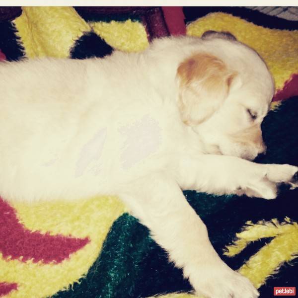 Golden Retriever, Köpek  Angel fotoğrafı