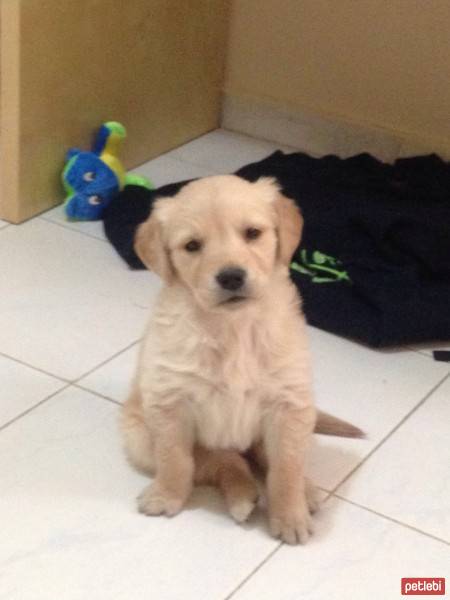 Golden Retriever, Köpek  Angel fotoğrafı