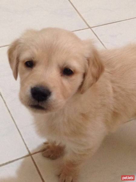 Golden Retriever, Köpek  Angel fotoğrafı