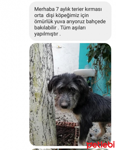 Cairn Terrier, Köpek  Kıtmir fotoğrafı