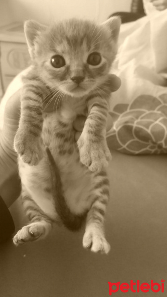 Tekir Kedi, Kedi  Özge fotoğrafı