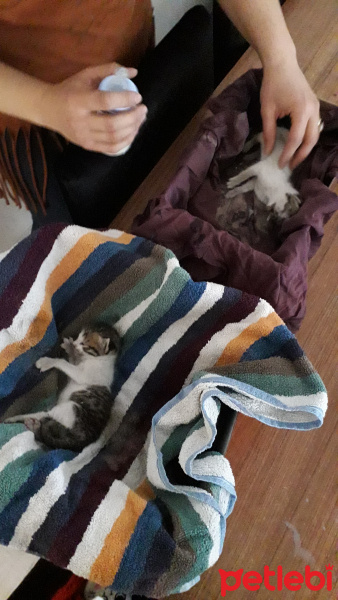 Tekir Kedi, Kedi  Öksüz fotoğrafı