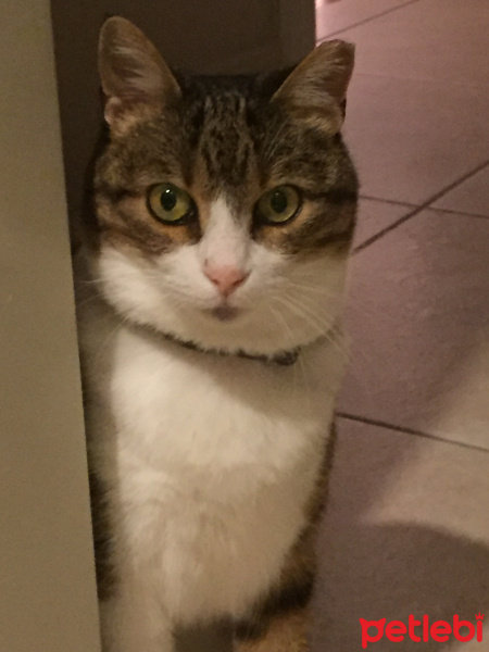 Soke, Kedi  tıkız fotoğrafı