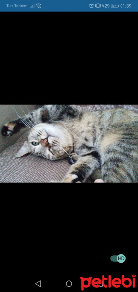Tekir Kedi, Kedi  Bibble fotoğrafı