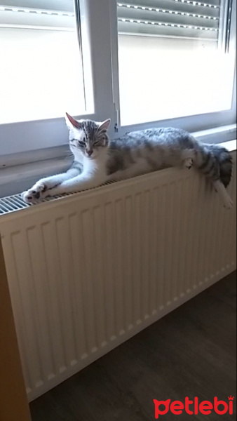 Tekir Kedi, Kedi  Kavun fotoğrafı