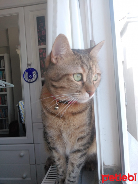 Tekir Kedi, Kedi  şazi fotoğrafı