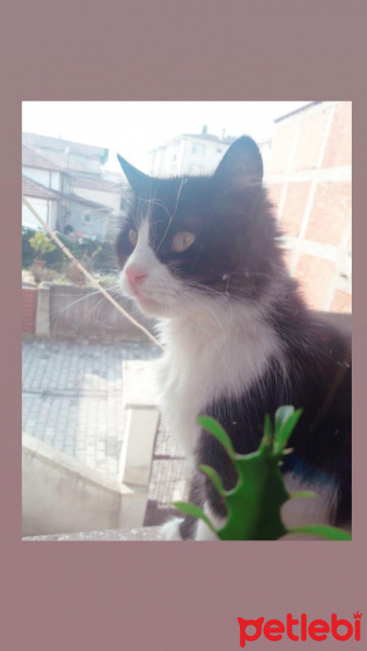 Tuxedo (Smokin) Kedi, Kedi  Zilli fotoğrafı