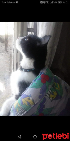 Tuxedo (Smokin) Kedi, Kedi  Zilli fotoğrafı