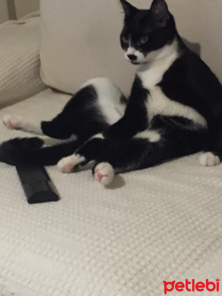 Tuxedo (Smokin) Kedi, Kedi  Düğme fotoğrafı