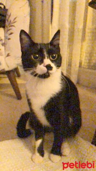 Tuxedo (Smokin) Kedi, Kedi  Düğme fotoğrafı