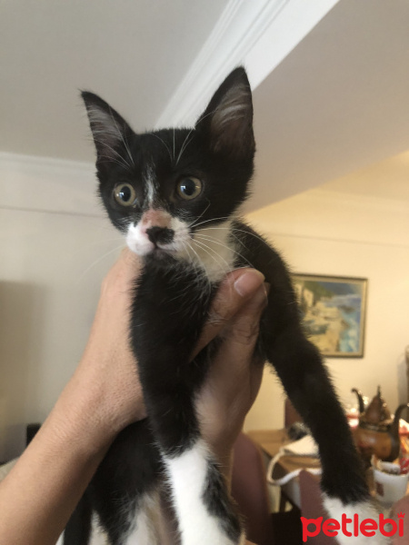 Tuxedo (Smokin) Kedi, Kedi  Düğme fotoğrafı