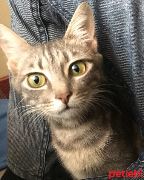 Tekir Kedi, Kedi  Lucy fotoğrafı