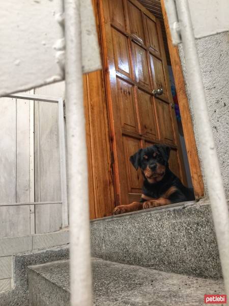 Rottweiler, Köpek  Noyan fotoğrafı