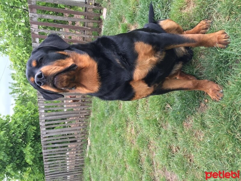 Rottweiler, Köpek  Noyan fotoğrafı