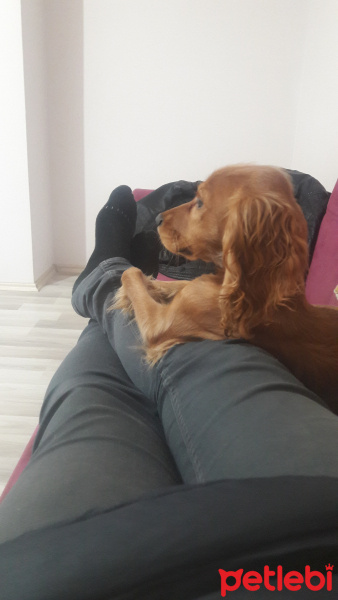 Amerikan Cocker Spaniel, Köpek  Maya fotoğrafı